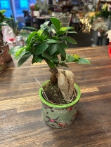 Ficus Ginseng Bonsai Tree