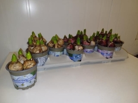 Potted Hyacinths